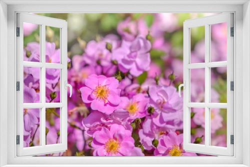 Fototapeta Naklejka Na Ścianę Okno 3D - soft pink beautiful background of roses