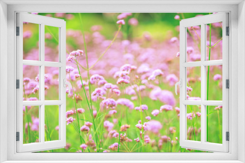 Fototapeta Naklejka Na Ścianę Okno 3D - Close-up natural background view of the purple flower beds (Verbena), the blurring of the wind blowing, to decorate in the park or coffee shop for customers to take pictures.
