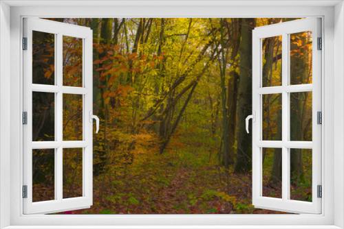 Fototapeta Naklejka Na Ścianę Okno 3D - Autumn landscape, trees in the park forest green yellow red leaves branches, shimmering light warm sun nature views