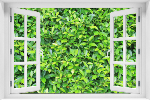 Fototapeta Naklejka Na Ścianę Okno 3D - Green leaves wall fence background. Garden decoration.