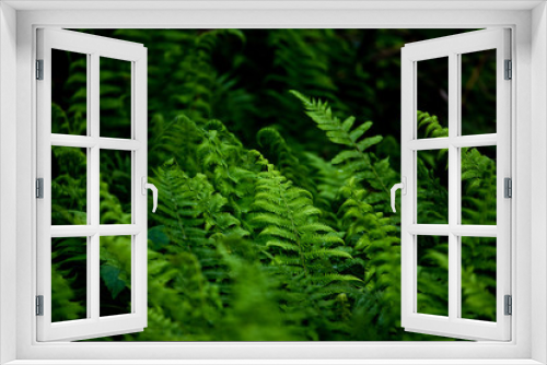 Fototapeta Naklejka Na Ścianę Okno 3D - he beauty of rain forest