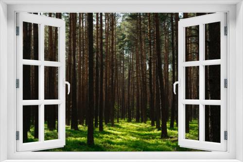Fototapeta Naklejka Na Ścianę Okno 3D - Sunny Forest