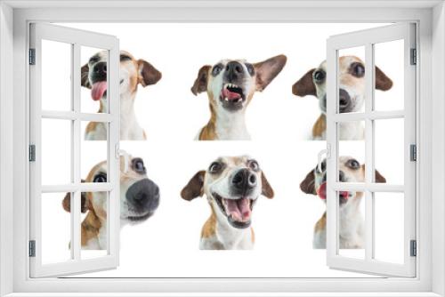 Fototapeta Naklejka Na Ścianę Okno 3D - Collage set of 6 dogs portraits with different emotions. White background. funny dog face expression