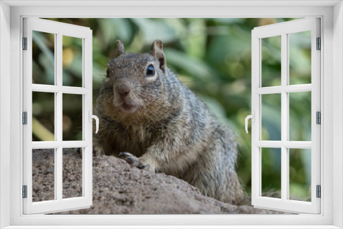 Fototapeta Naklejka Na Ścianę Okno 3D - Squirrel closeup