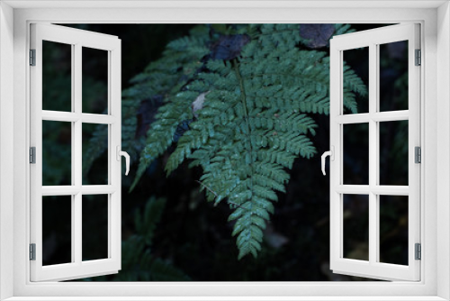 Fototapeta Naklejka Na Ścianę Okno 3D - Wald im Herbst