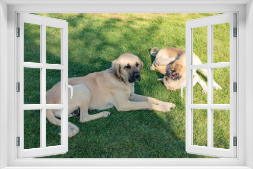 Fototapeta Naklejka Na Ścianę Okno 3D - dog photo in natural environment