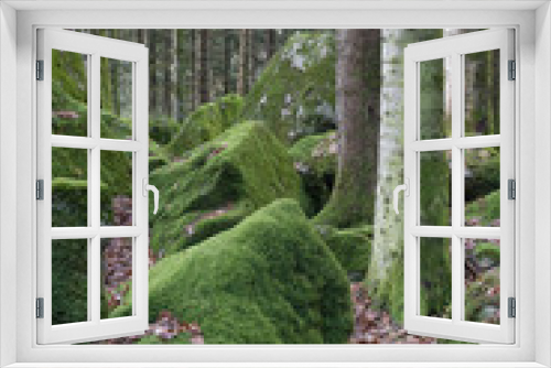 Fototapeta Naklejka Na Ścianę Okno 3D - Inside the forest, autumn view