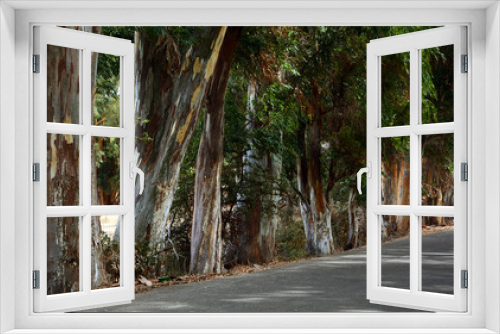 Fototapeta Naklejka Na Ścianę Okno 3D - Eukalyptusbäume