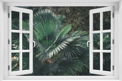 Fototapeta Naklejka Na Ścianę Okno 3D - Prise de vue sur un feuillage de palmiers.