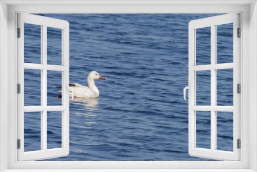 Fototapeta Naklejka Na Ścianę Okno 3D - migrating Snow Goose swimming in lake