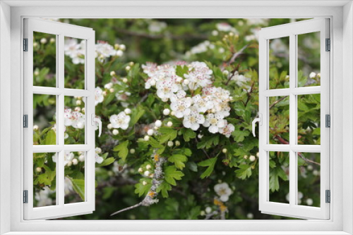 Fototapeta Naklejka Na Ścianę Okno 3D - fiori bianchi