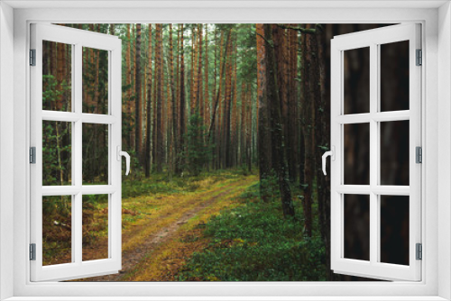 Fototapeta Naklejka Na Ścianę Okno 3D - beautiful autumn pine forest, soft focus