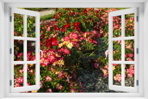 Fototapeta Naklejka Na Ścianę Okno 3D - Blooming in the garden of pink and red decorative roses. Pink and red roses bloom in the park.