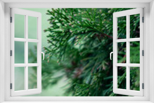 Fototapeta Naklejka Na Ścianę Okno 3D -  green fir tree