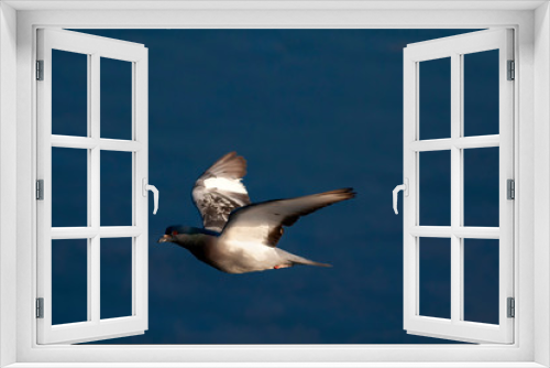 Fototapeta Naklejka Na Ścianę Okno 3D - Flying dove. Blue sky background. Bird: Rock Dove. Columba livia.