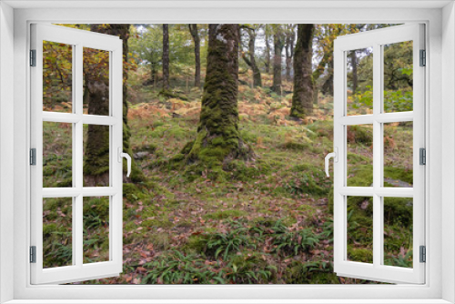 Fototapeta Naklejka Na Ścianę Okno 3D - Irish forest in wicklow mountain in autumn