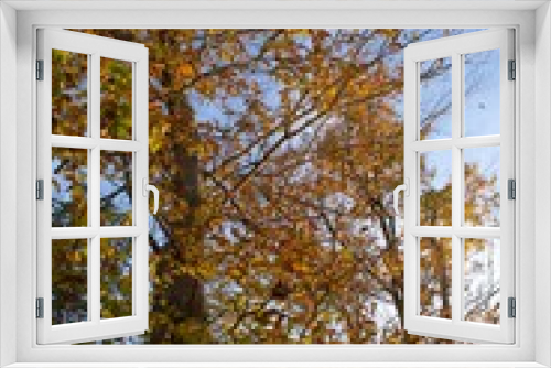 Fototapeta Naklejka Na Ścianę Okno 3D - Looking up at autumn foliage, trees during sunset in Fall