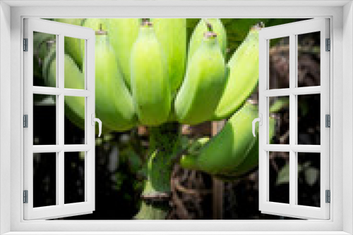 Fototapeta Naklejka Na Ścianę Okno 3D - Banana fruit that is an agricultural product