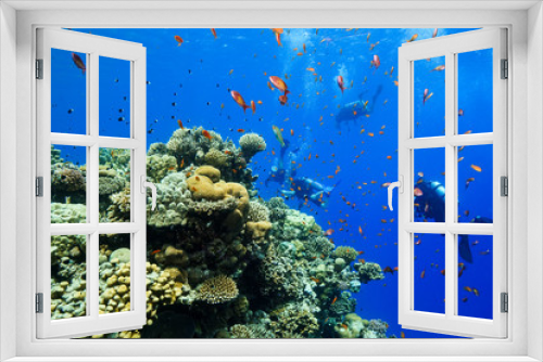 Fototapeta Naklejka Na Ścianę Okno 3D - Coral Reef at the Red Sea Egypt