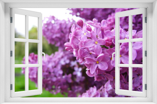 Fototapeta Naklejka Na Ścianę Okno 3D - Purple lilac