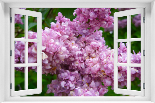Fototapeta Naklejka Na Ścianę Okno 3D - Purple lilac