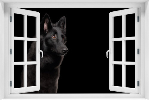 Fototapeta Naklejka Na Ścianę Okno 3D - Portrait of Groenendael Belgian Shepherd Dog Curious Stare at side on Isolated Black Background