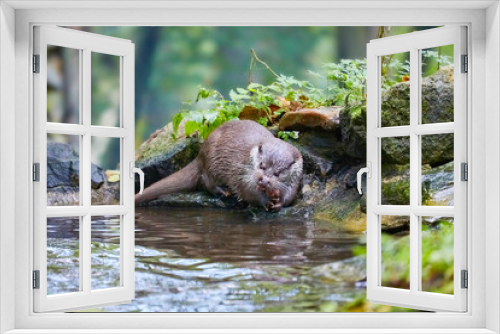 Fototapeta Naklejka Na Ścianę Okno 3D - Hungry otter at feeding by the water.