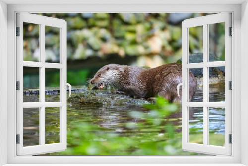Fototapeta Naklejka Na Ścianę Okno 3D - Hungry otter at feeding by the water.
