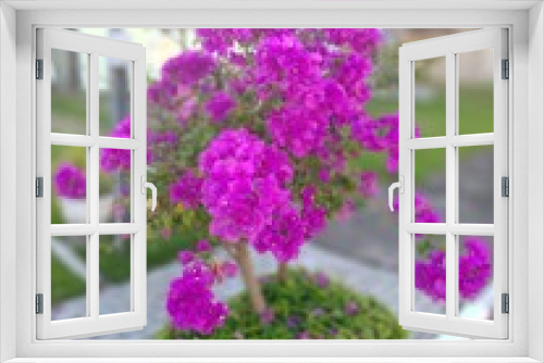 Fototapeta Naklejka Na Ścianę Okno 3D - Flor