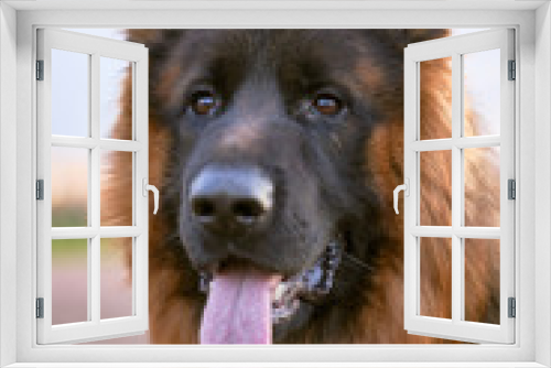 Fototapeta Naklejka Na Ścianę Okno 3D - A picture of shepherd dog looking to side, sticks out its tongue, against blue of sky, grass. Close-up portrait of dogs muzzle. Walking pet in autumn. Horizontal shot of animal