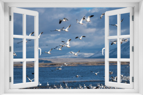 Fototapeta Naklejka Na Ścianę Okno 3D - Snow Geese Migration.