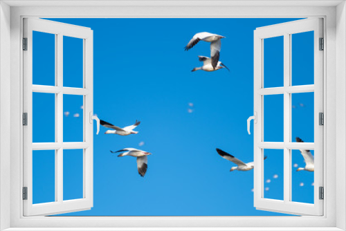 Fototapeta Naklejka Na Ścianę Okno 3D - Snow Geese Migration.