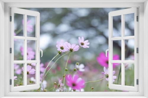 Fototapeta Naklejka Na Ścianę Okno 3D - Beautiful soft selective focus pink and white cosmos flowers field with copy space