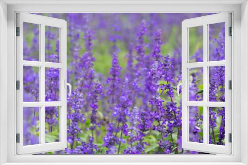 Fototapeta Naklejka Na Ścianę Okno 3D - Selective focus close up beautiful purple lavender in the fields for wedding or beauty background