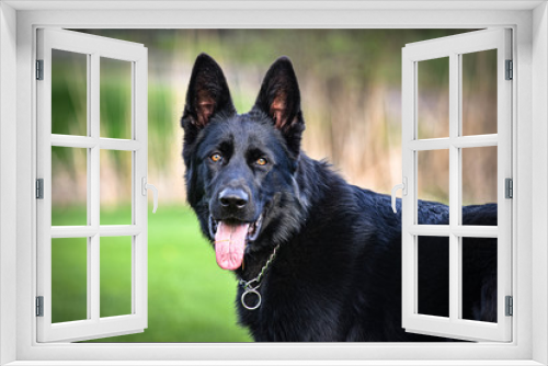 Fototapeta Naklejka Na Ścianę Okno 3D -  Black German shepherd dog