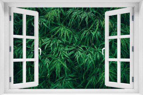 Fototapeta Naklejka Na Ścianę Okno 3D - Nature background. green leaves. abstract green leaf
