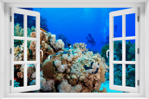 Fototapeta Naklejka Na Ścianę Okno 3D - Scuba Diving the Red Sea, Egypt