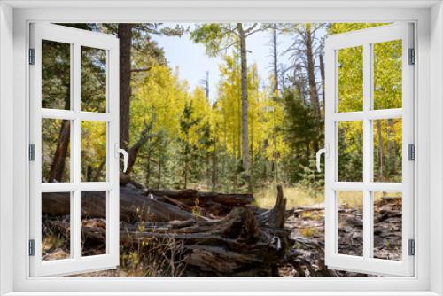 Fototapeta Naklejka Na Ścianę Okno 3D - Locket Meadow near Flagstaff in the Fall with changing leaves