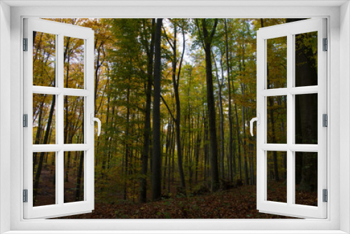 Fototapeta Naklejka Na Ścianę Okno 3D - Herbst, Wald, Naherholung, Natur im Wandel