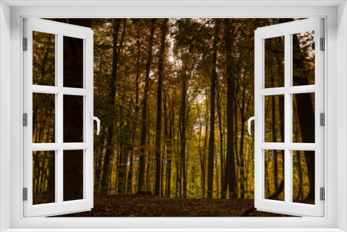 Fototapeta Naklejka Na Ścianę Okno 3D - Herbst, Wald, Naherholung, Natur im Wandel