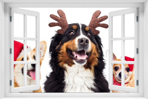 Fototapeta Naklejka Na Ścianę Okno 3D - set of dog in santa christmas hat on new years eve