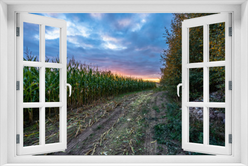 Fototapeta Naklejka Na Ścianę Okno 3D - Freshly Cultivated Organic Corn Field for Biomass on Cloudy Summer Evening with Sunset Colors - Concept of Nutrition full Vegetables and Renewable Energy for Gas and Fuel.