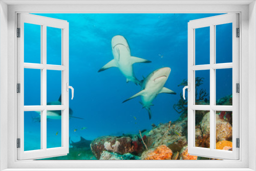 Fototapeta Naklejka Na Ścianę Okno 3D - Caribbean reef shark at the Bahamas