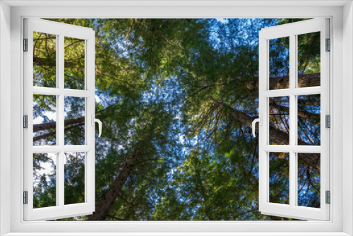 Fototapeta Naklejka Na Ścianę Okno 3D - Forest Canopy