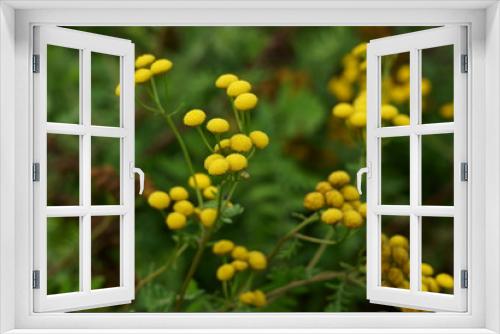 Fototapeta Naklejka Na Ścianę Okno 3D - 黄色いボタンのようなヨモギギクの花