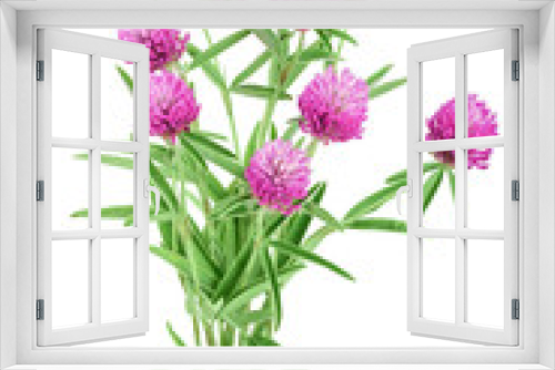 Fototapeta Naklejka Na Ścianę Okno 3D - Clover or trefoil flower medicinal herbs isolated on white background