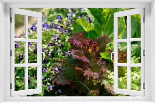 Fototapeta Naklejka Na Ścianę Okno 3D - 家庭菜園