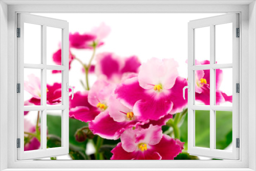 Fototapeta Naklejka Na Ścianę Okno 3D - Violets beautiful flowers, background.