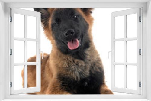 Fototapeta Naklejka Na Ścianę Okno 3D - puppy tervueren in studio