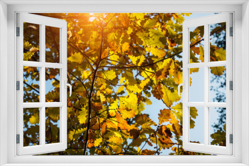 Fototapeta Naklejka Na Ścianę Okno 3D - Sunlight filtering through yellow oak leaves against the sky, close-up. Autumn withering of nature.